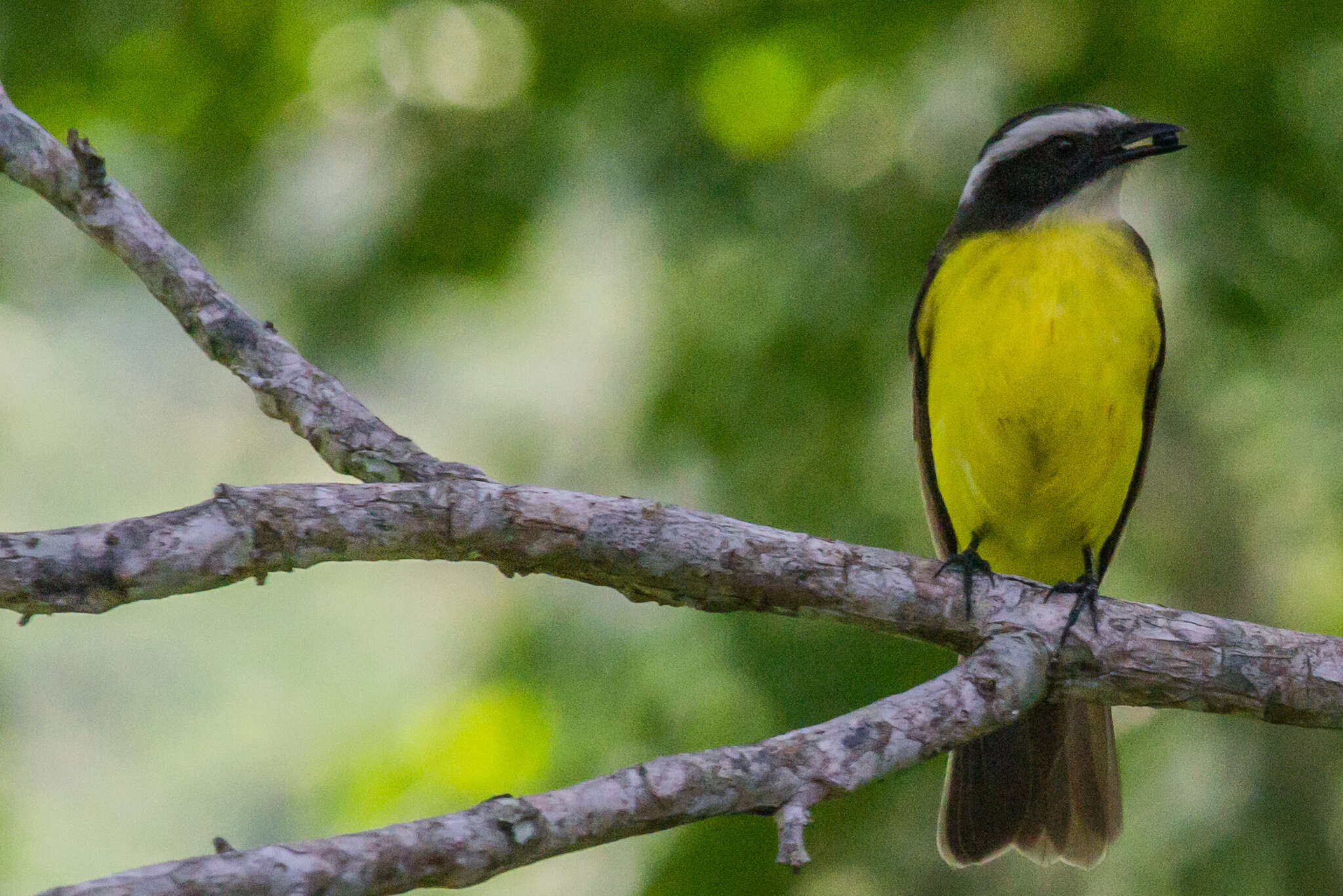 صورة Myiozetetes cayanensis (Linnaeus 1766)