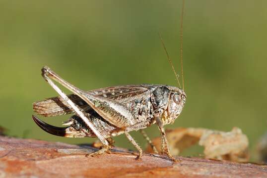 Image de Platycleis albopunctata albopunctata (Goeze 1778)