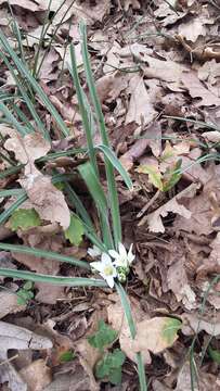 Image de Ornithogalum fimbriatum Willd.