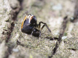 Image of Parasteatoda lunata (Clerck 1757)