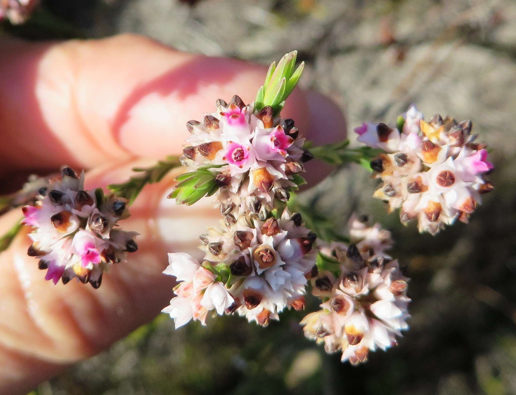 Image of Erica articularis var. articularis