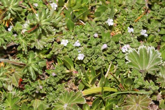 Imagem de Clinopodium nubigenum (Kunth) Kuntze