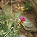 Image of Centaurea laconica subsp. lineariloba (Hal. & Doerfler) E. Gamal-Eldin & G. Wagenitz