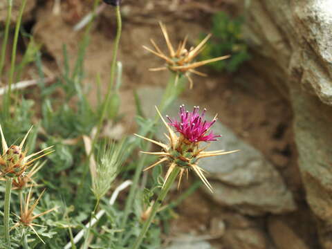 Image of Centaurea laconica Boiss.