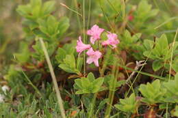 Image of Hairy Alpenrose