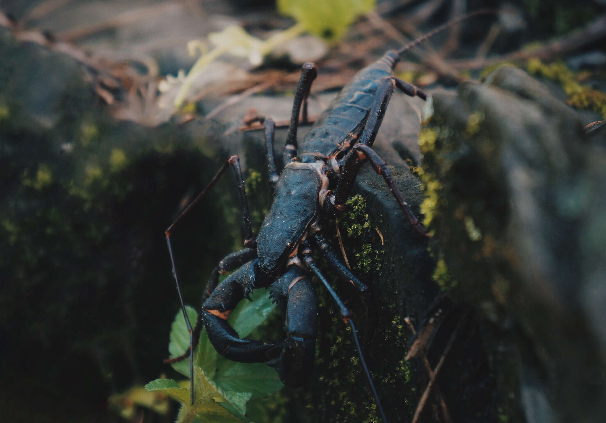 Image of Mastigoproctus cinteotl Barrales-Alcalá, Francke & Prendini 2018