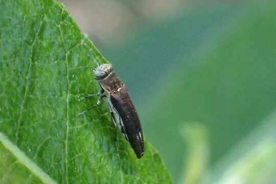 Image of Agrilus quadriguttatus niveiventris Horn 1891