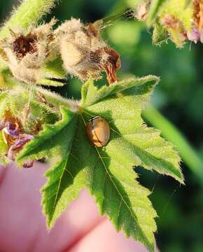 صورة <i>Cheilomenes propinqua nilotica</i>