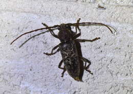 Image of Enaphalodes atomarius (Drury 1773)