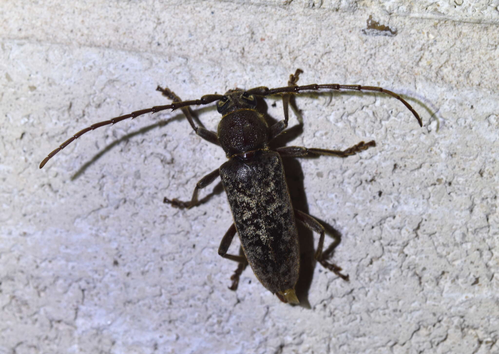 Image of Enaphalodes atomarius (Drury 1773)