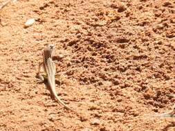 Image of Spotted Sand Lizard