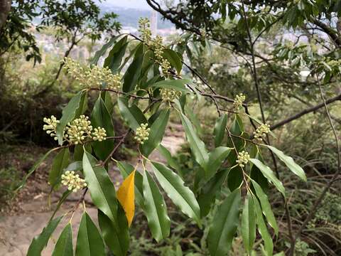 Plancia ëd Prunus spinulosa Sieb. & Zucc.