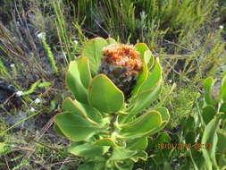 Imagem de Protea speciosa (L.) L.