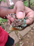 Image of Horsfield's Spiny Lizard