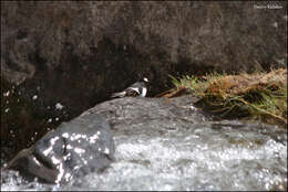 Image of Little Forktail