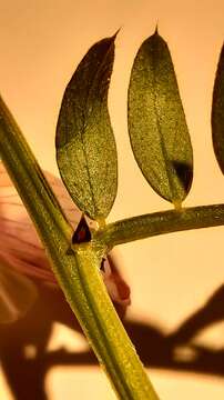 Image of Vicia lutea subsp. lutea