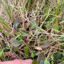 Image of Mazus arenarius P. B. Heenan, P. N. Johnson & C. J. Webb