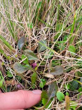 Image of Mazus arenarius P. B. Heenan, P. N. Johnson & C. J. Webb