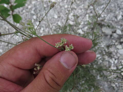 Слика од Pimpinella tragium Vill.