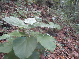 Imagem de Pericallis appendiculata (L. fil.) B. Nord.