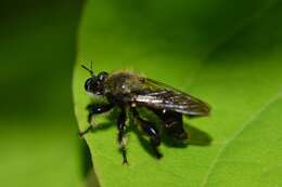 صورة Laphria flavicollis Say 1824