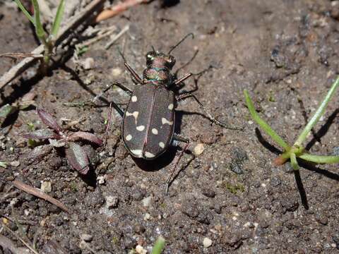 Plancia ëd Cicindela (Cicindela) oregona oregona Le Conte 1856