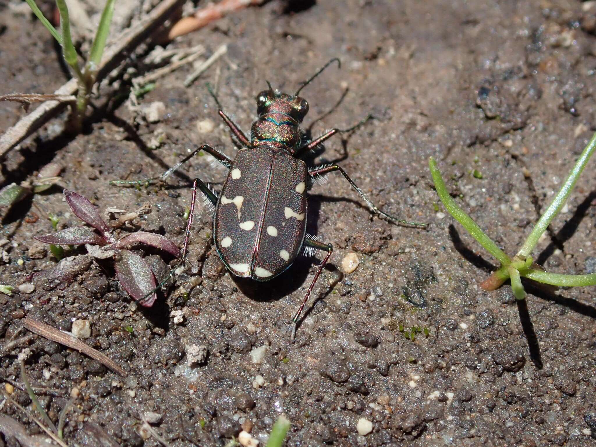 Plancia ëd Cicindela (Cicindela) oregona oregona Le Conte 1856