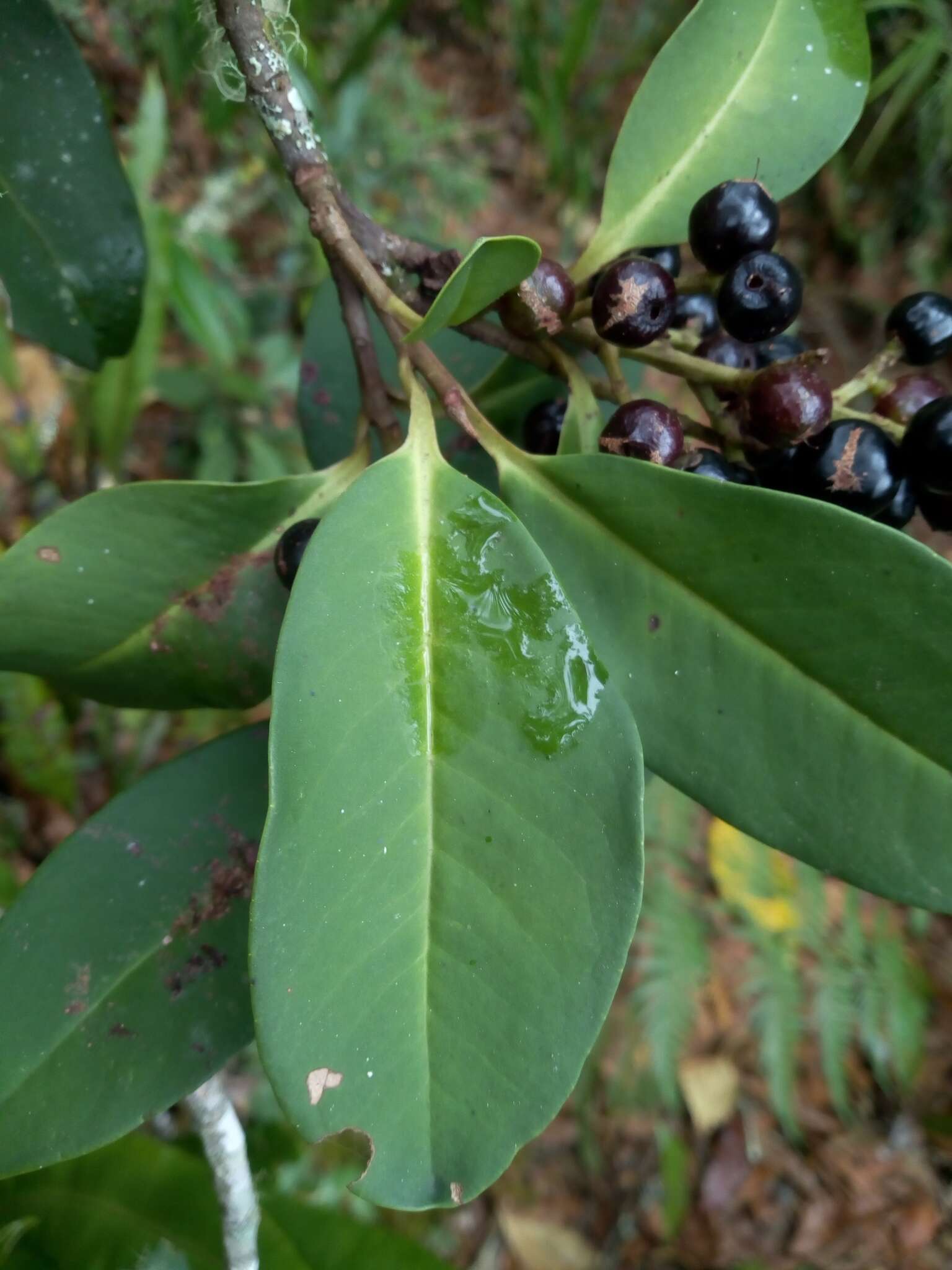 Image of Cybianthus iteoides (Benth.) G. Agostini