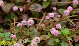 Imagem de Persicaria capitata (Buch.-Ham. ex D. Don) H. Gross