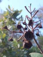 Image of Angophora hispida (Sm.) D. F. Blaxell