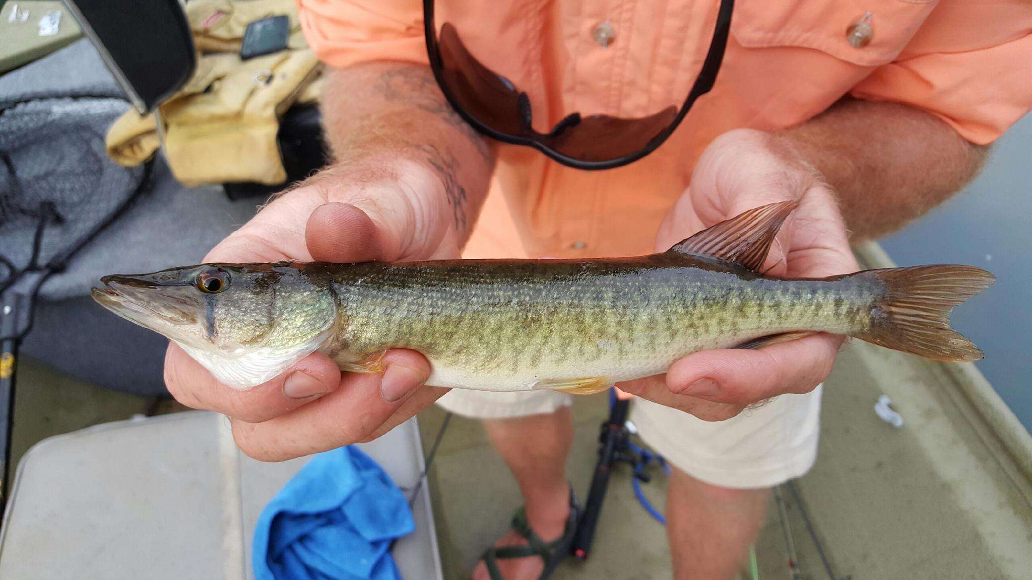 Image of Redfin Pickerel