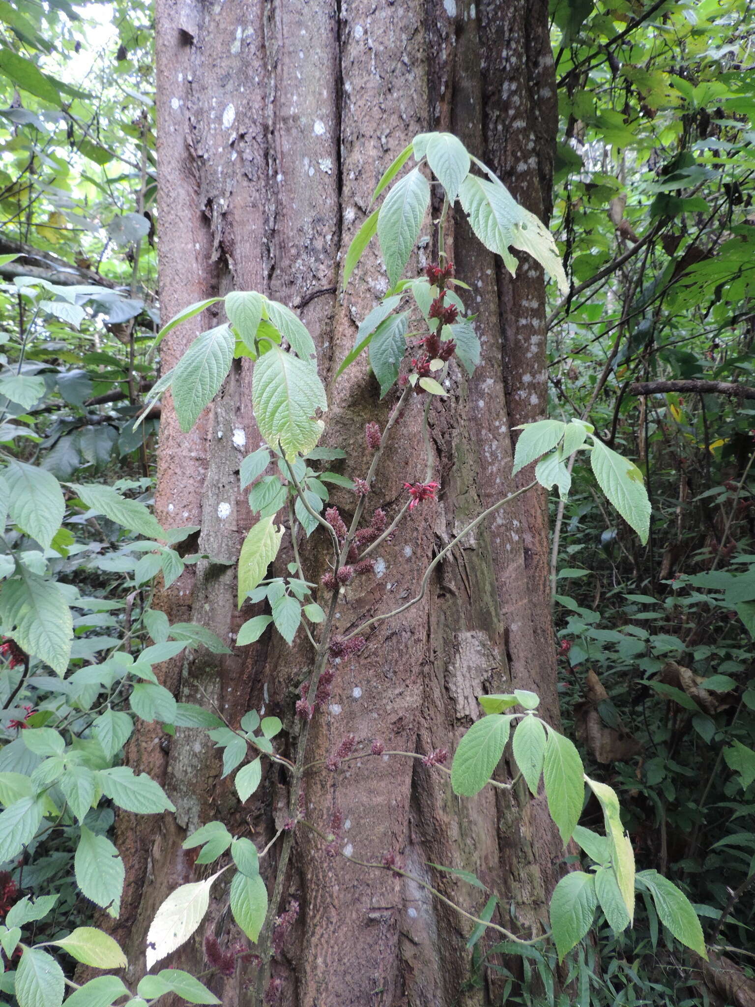 Image of Achyrospermum carvalhoi Gürke