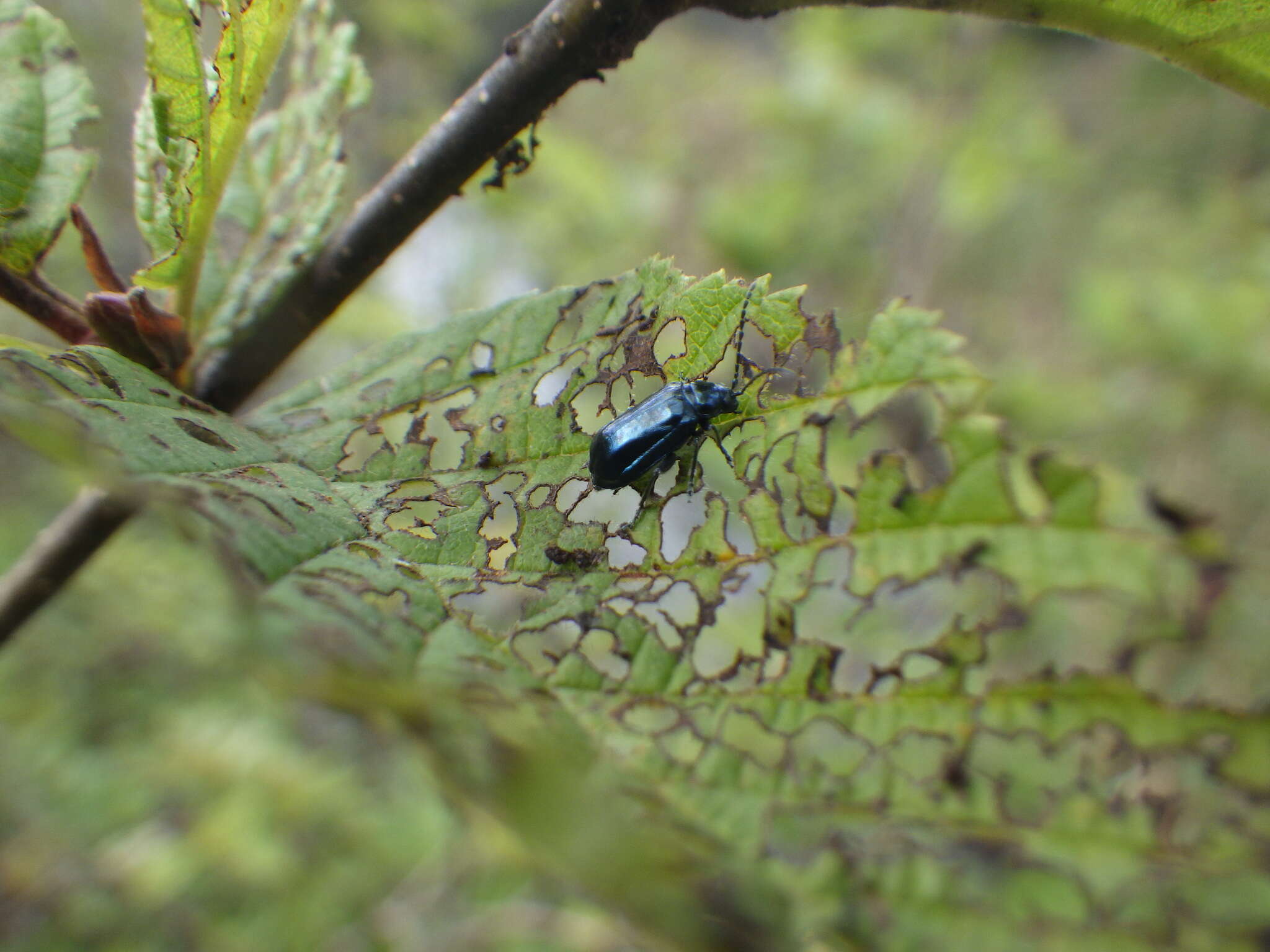 Image of Alder Flea Beetle