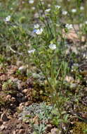 صورة Cerastium brachypetalum Desf. ex Pers.