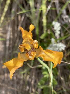 Image of Cypella fucata Ravenna