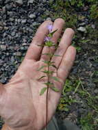 Image of Red hemp nettle