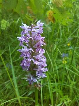 Image of Dactylorhiza maculata subsp. maculata