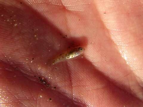 Image of Mediterranean Killifish