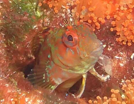 Image of Portuguese Blenny