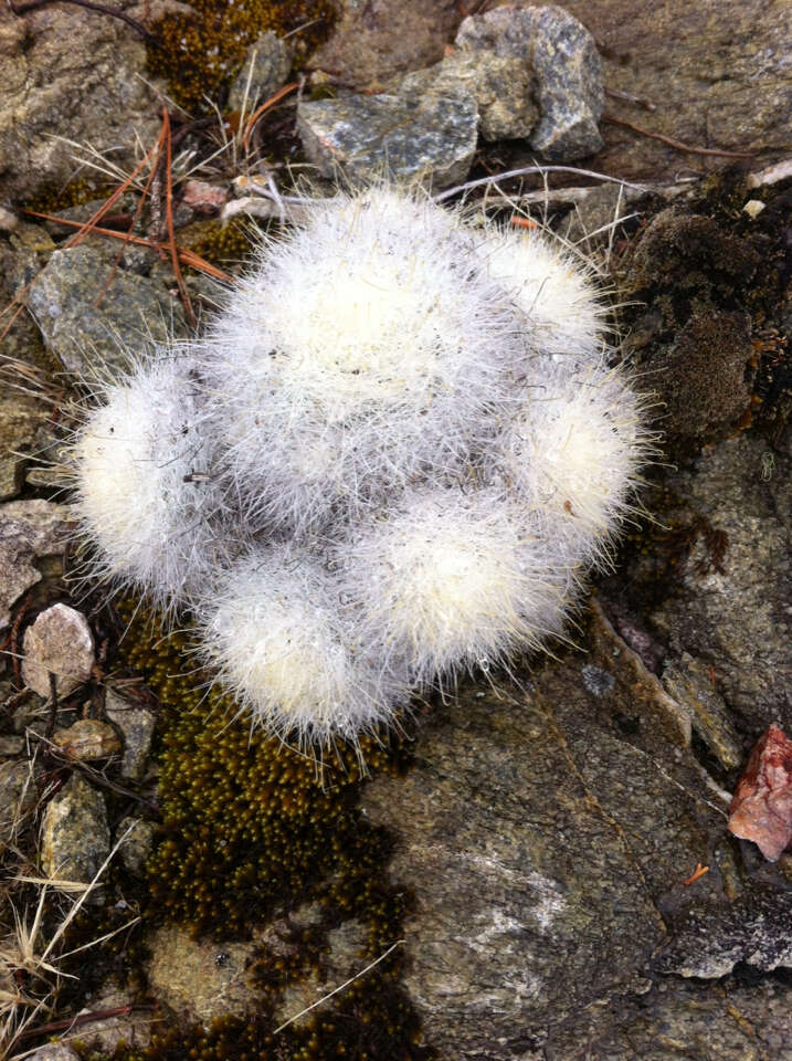 صورة Mammillaria senilis Lodd. ex Salm-Dyck