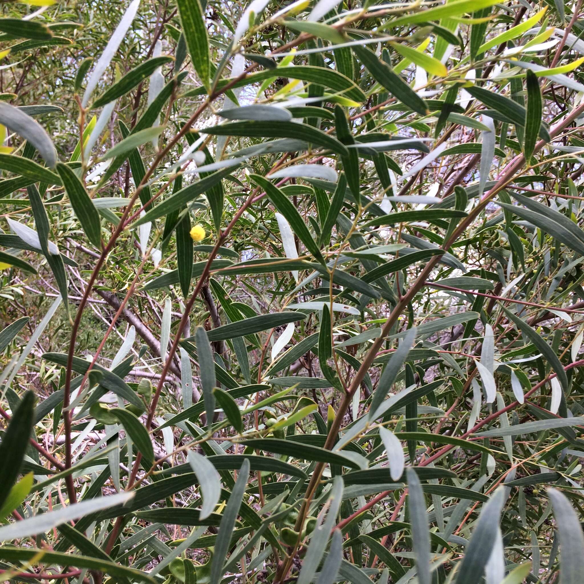 Image of Red-eyed Wattle