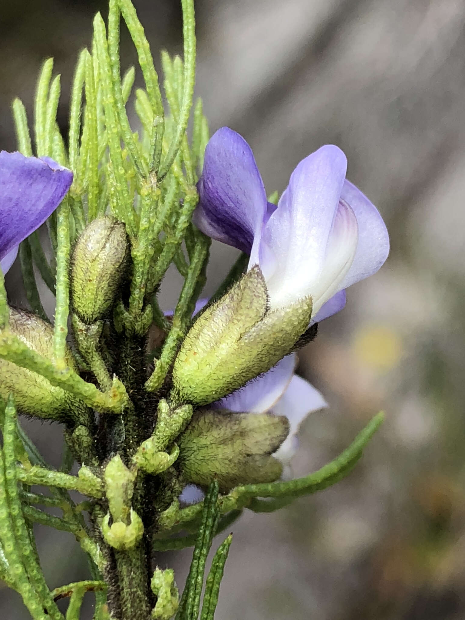 Psoralea kougaensis的圖片