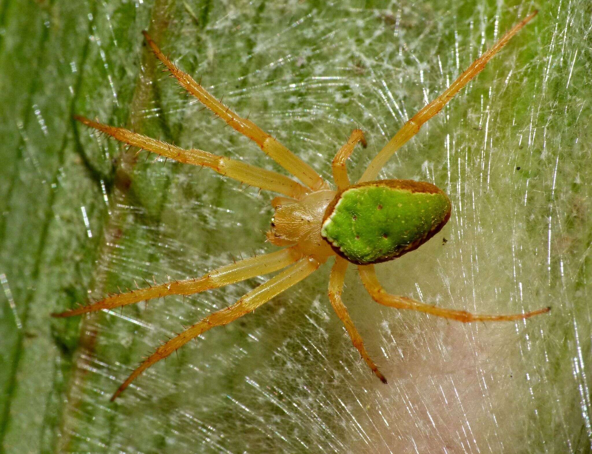 Image de Colaranea viriditas (Urquhart 1887)