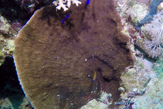 Image of Aron's Blenny