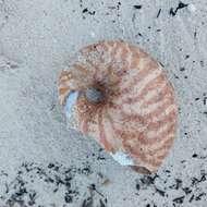 Image of Bellybutton nautilus