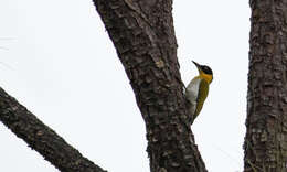 Image of Black-headed Woodpecker