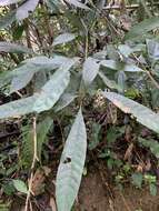 صورة Lithocarpus brevicaudatus (Skan) Hayata