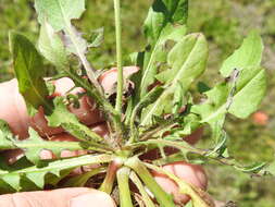 Image of striped hawksbeard