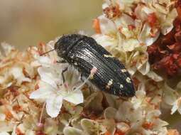 Image of Acmaeodera angelica Fall 1899