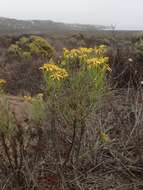 Image of dune ragwort